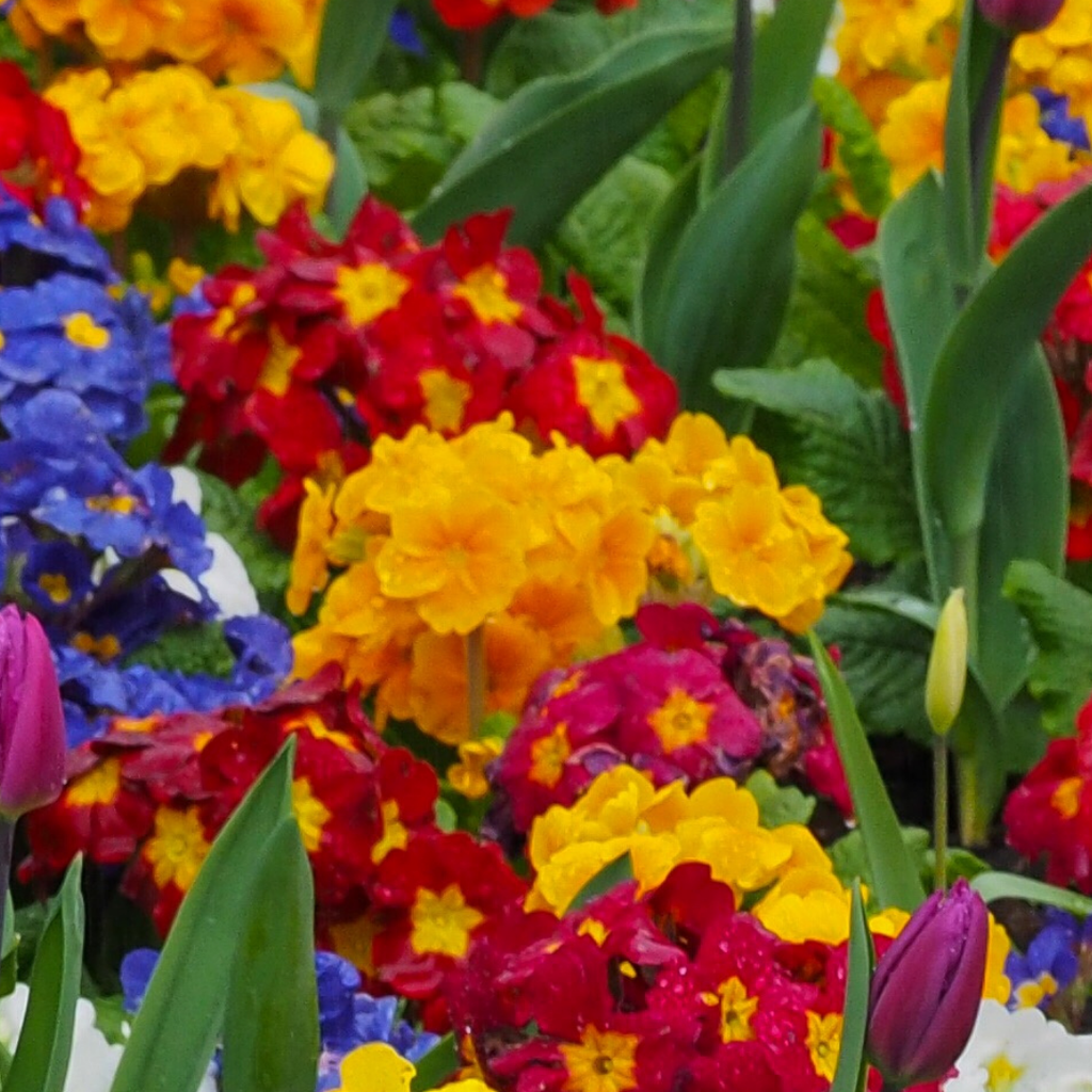 Polyanthus ‘Orange’ — Hardy Perennial, Bee-Friendly, 10.5cm Pot