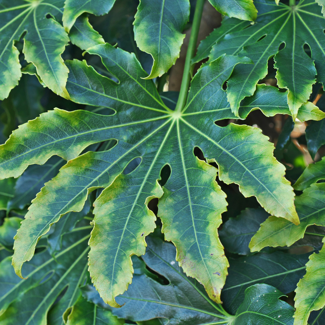 Fatsia ‘Camouflage’ — Hardy Perennial, 3L Pot