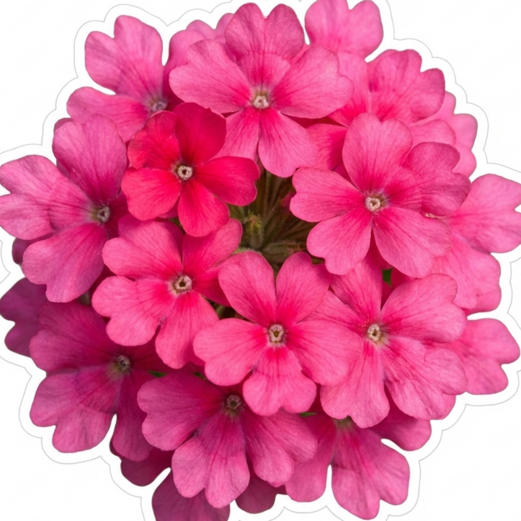 Verbena ‘Magelana Hot Rose’ — Half-hardy Annual (grown As Seasonal Bedding), Bee-Friendly, 10.5cm Pot (Set of 3 or 6)
