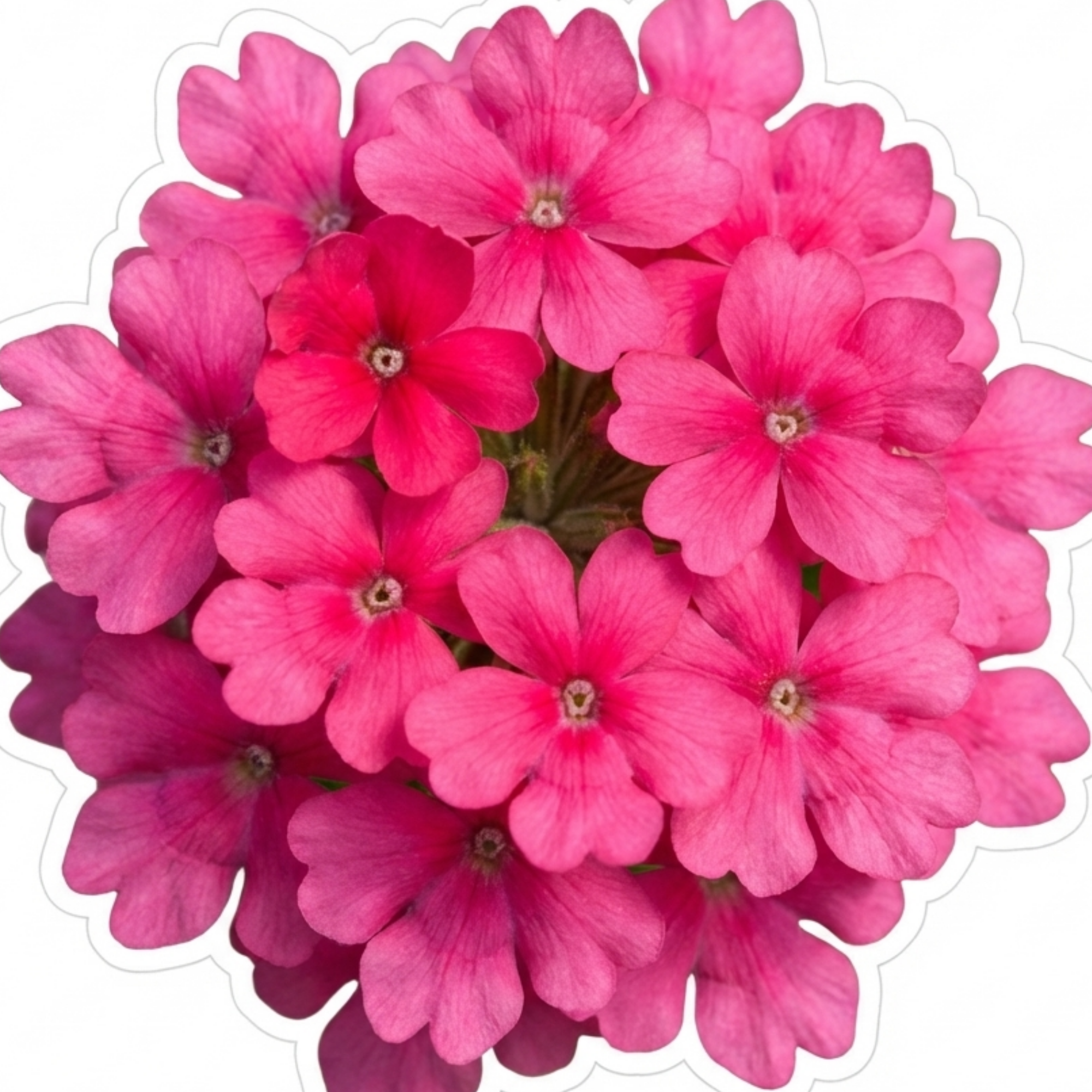 Verbena ‘Magelana Hot Rose’ — Half-hardy Annual (grown As Seasonal Bedding), Bee-Friendly, 10.5cm Pot (Set of 3 or 6)