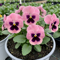 Pansy 'Pink with Blotch' — Hardy Bedding, Bee-Friendly, 3L Pot
