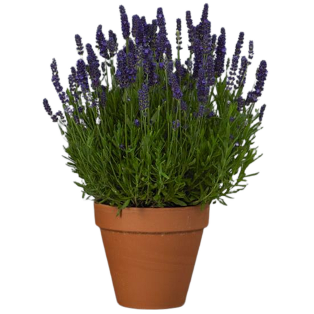 Lavandula ‘Hidcote Dark Blue’ — Evergreen Aromatic Sub-Shrub, Bee-Friendly, 2L Pot