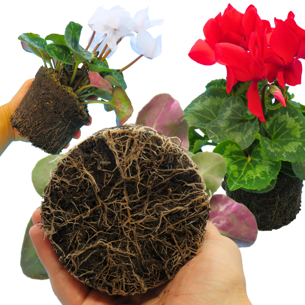 Cyclamen ‘Flame Growers Selection’ — Hardy Perennial, 1L Pot