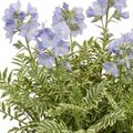 Polemonium ‘Touch of Class’ — Hardy Perennial, Bee-Friendly, 3L Pot