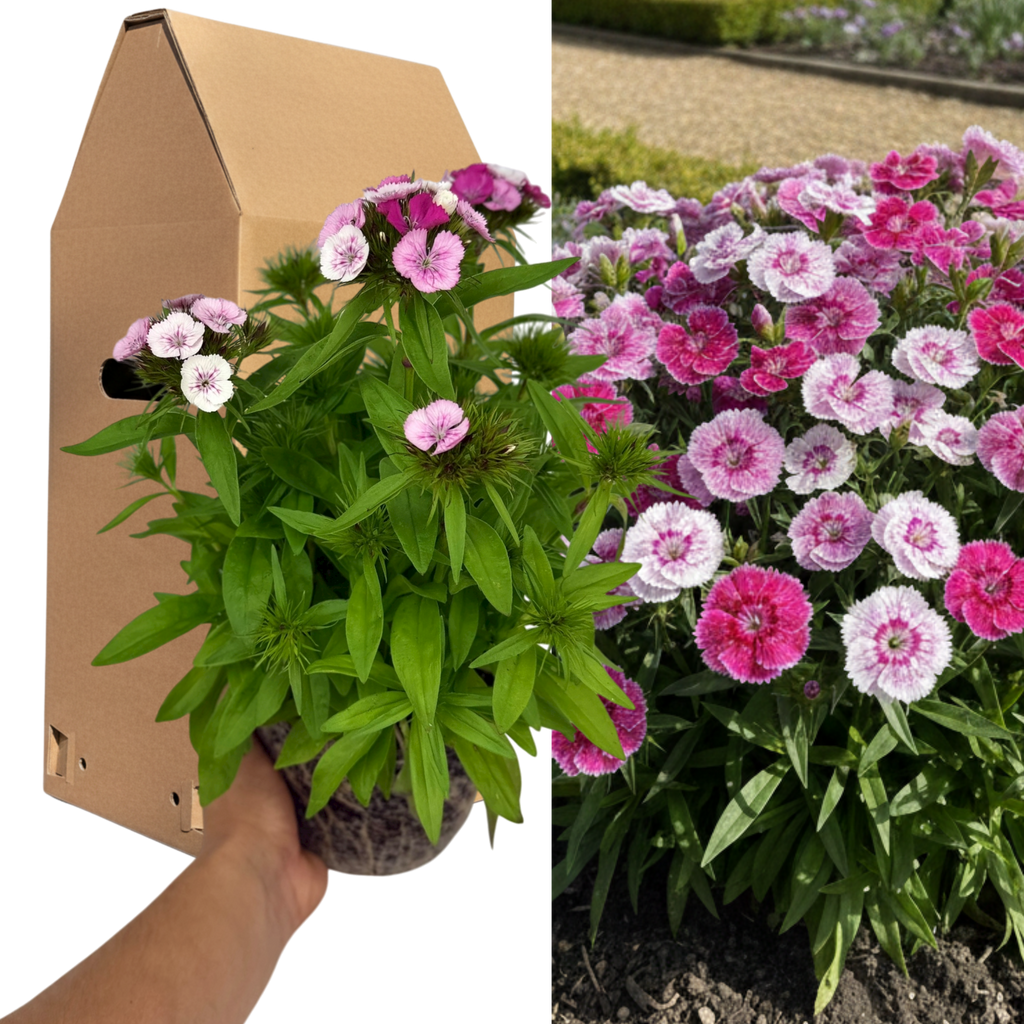 Dianthus ‘Dart Pink Magician’ — Hardy Perennial, 2L Pot