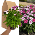 Dianthus ‘Dart Pink Magician’ — Hardy Perennial, 2L Pot