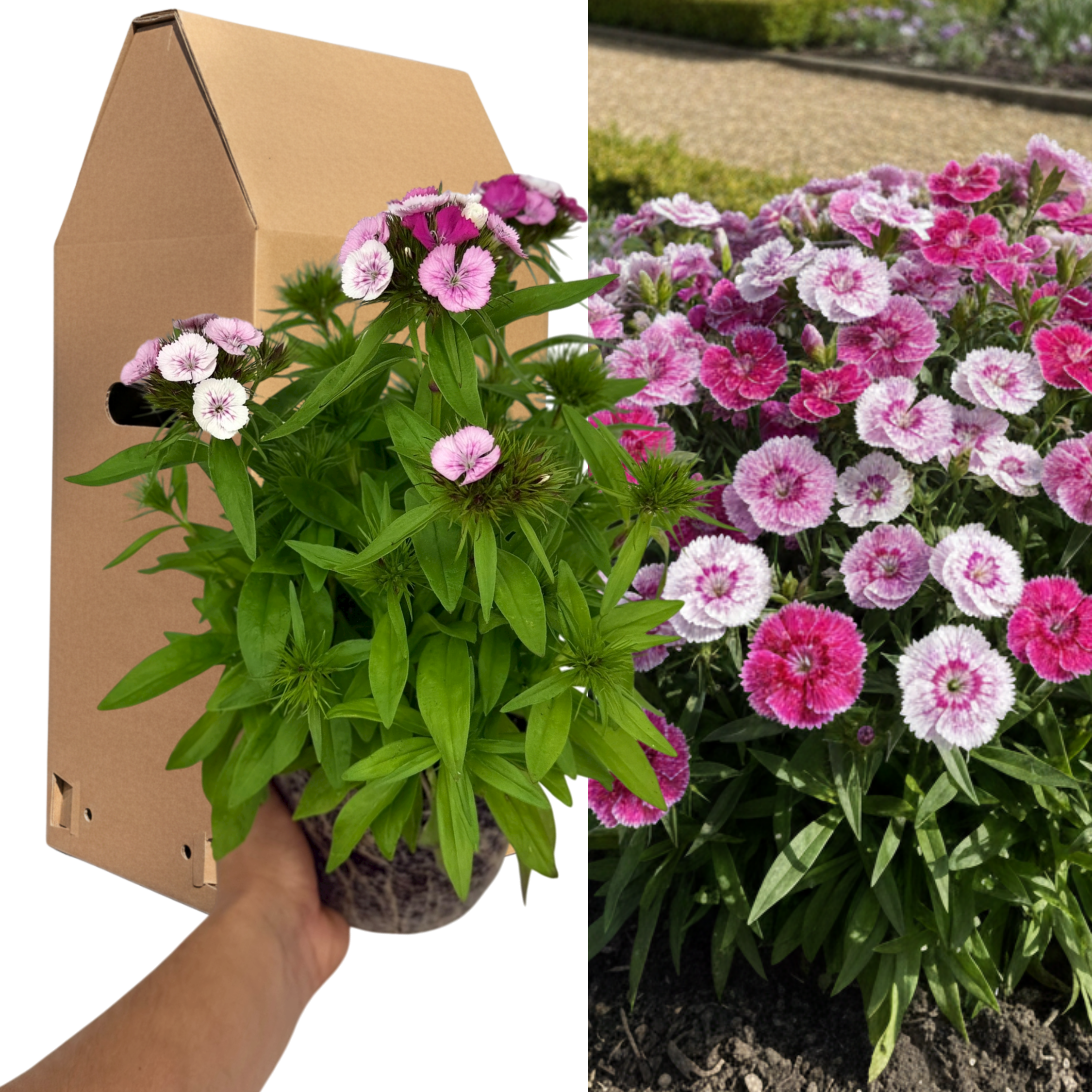 Dianthus ‘Dart Pink Magician’ — Hardy Perennial, 2L Pot