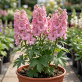 Delphinium ‘Pixie Rose Rocket’ — Hardy Perennial, Bee-Friendly, 19cm Pot