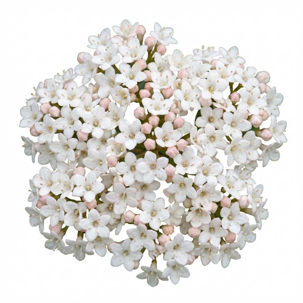 Viburnum ‘Tinus’ — Evergreen Shrub, Bee-Friendly, 1L Pot (Set of 3 or 6)