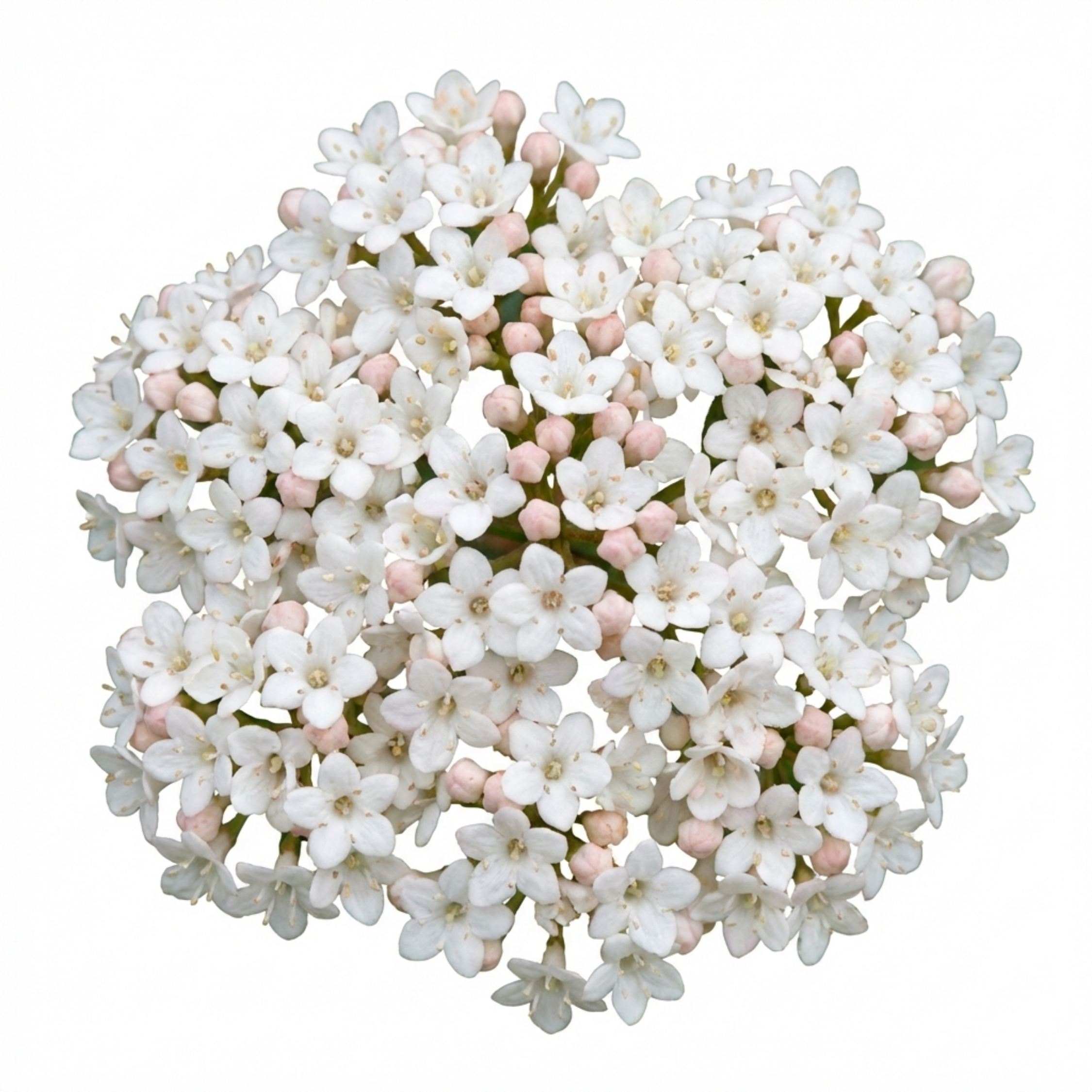 Viburnum ‘Tinus’ — Evergreen Shrub, Bee-Friendly, 1L Pot (Set of 3 or 6)