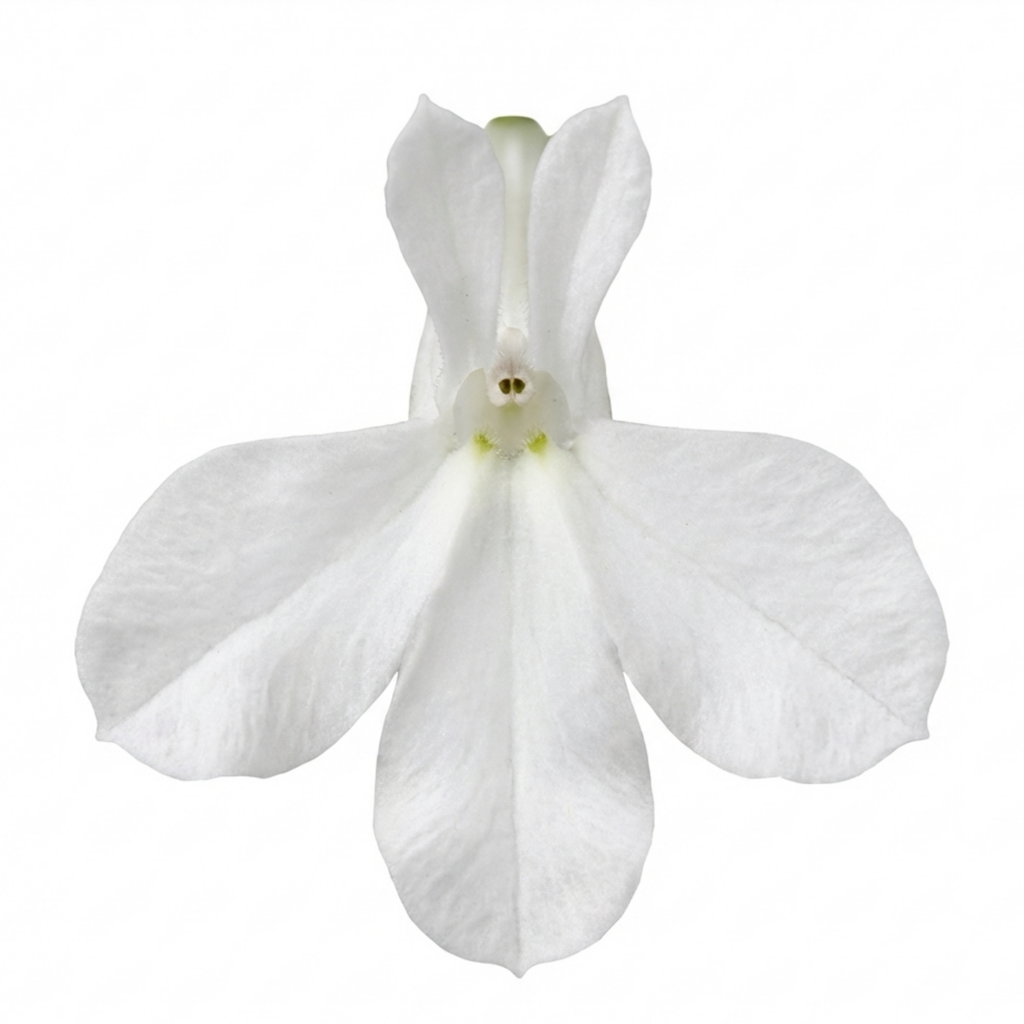 Lobelia 'Upright Sweet Springs White' — Half-Hardy Annual, Bee-Friendly, 10.5cm Pot (Set of 3 or 6)
