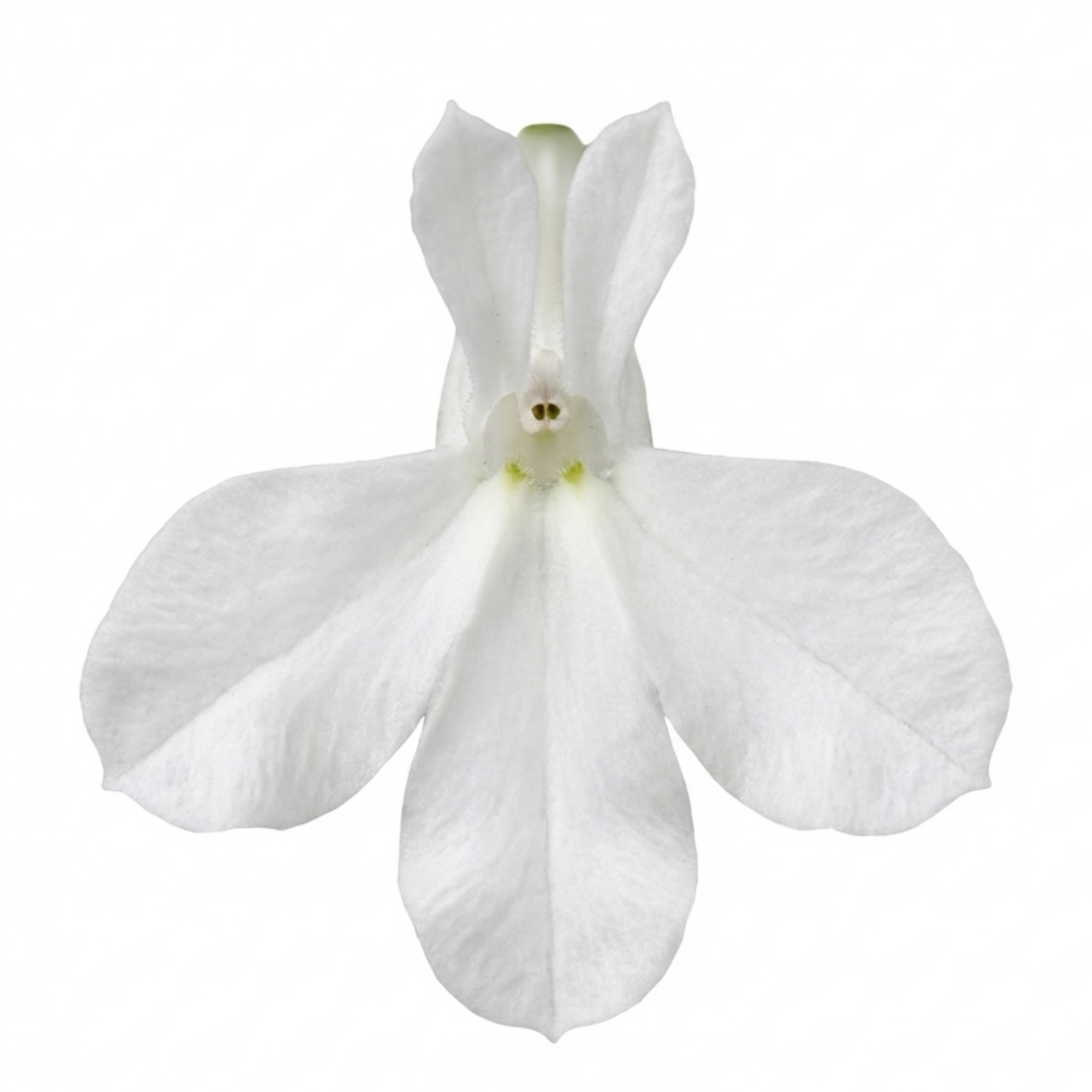 Lobelia 'Upright Sweet Springs White' — Half-Hardy Annual, Bee-Friendly, 10.5cm Pot (Set of 3 or 6)