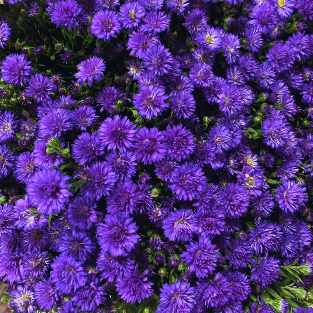 Aster ‘Alpha Dark Purple Space’ — Hardy Perennial, 2L Pot