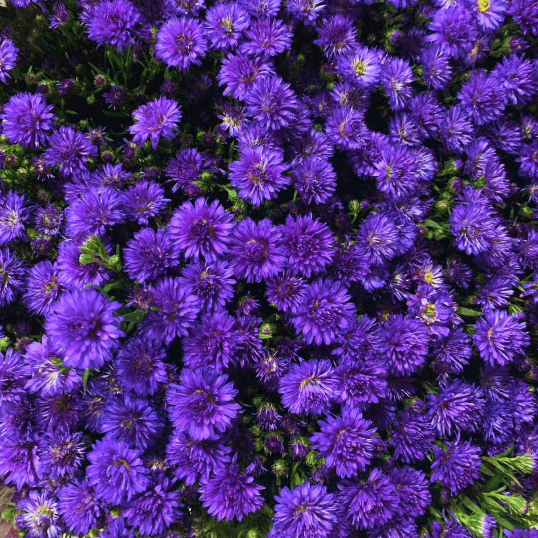 Aster ‘Alpha Dark Purple Space’ — Hardy Perennial, 2L Pot