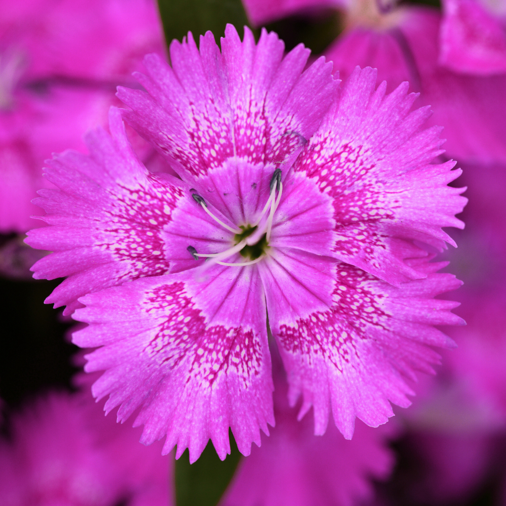 Dianthus ‘Festival Lilac’ — Hardy Short-Lived Perennial (often grown as biennial), Bee-Friendly, 10.5cm Pot (Set of 3 or 6)
