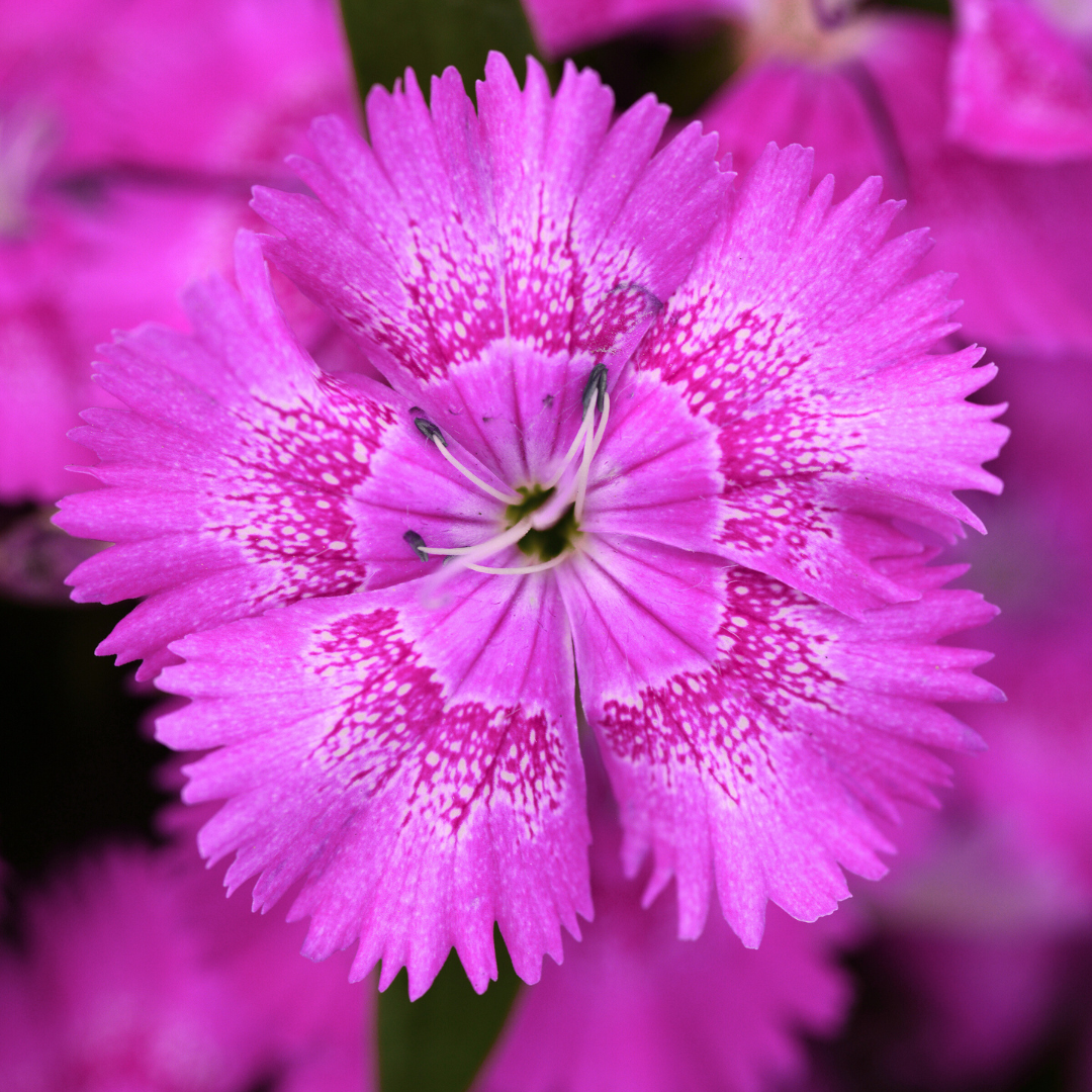 Dianthus ‘Festival Lilac’ — Hardy Short-Lived Perennial (often grown as biennial), Bee-Friendly, 10.5cm Pot (Set of 3 or 6)