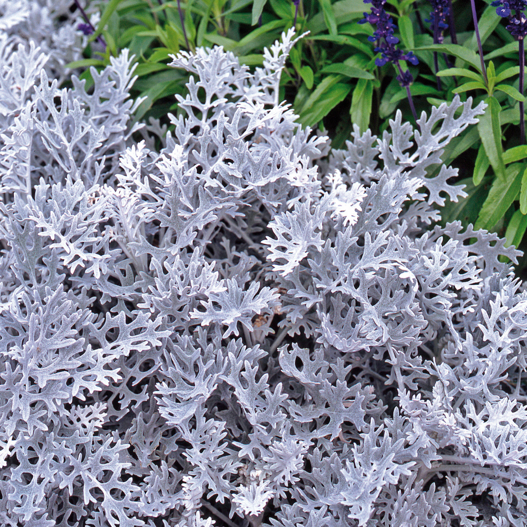 Cineraria ‘Silver dust’ — Half-Hardy Foliage Annual, 10.5cm Pot (Set of 3 or 6)