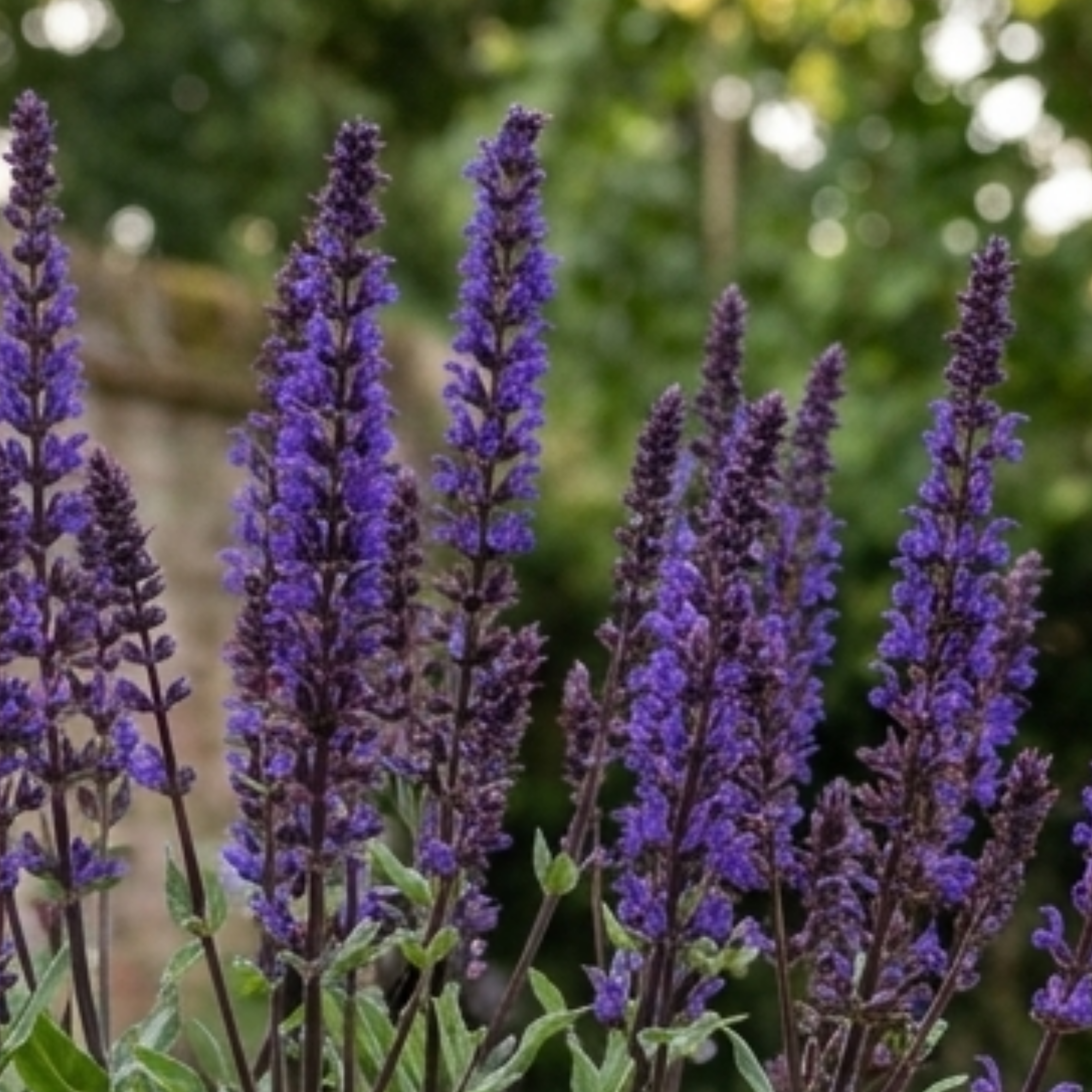 Salvia ‘Caradonna’ — Hardy Perennial, Bee-Friendly, 17cm Pot