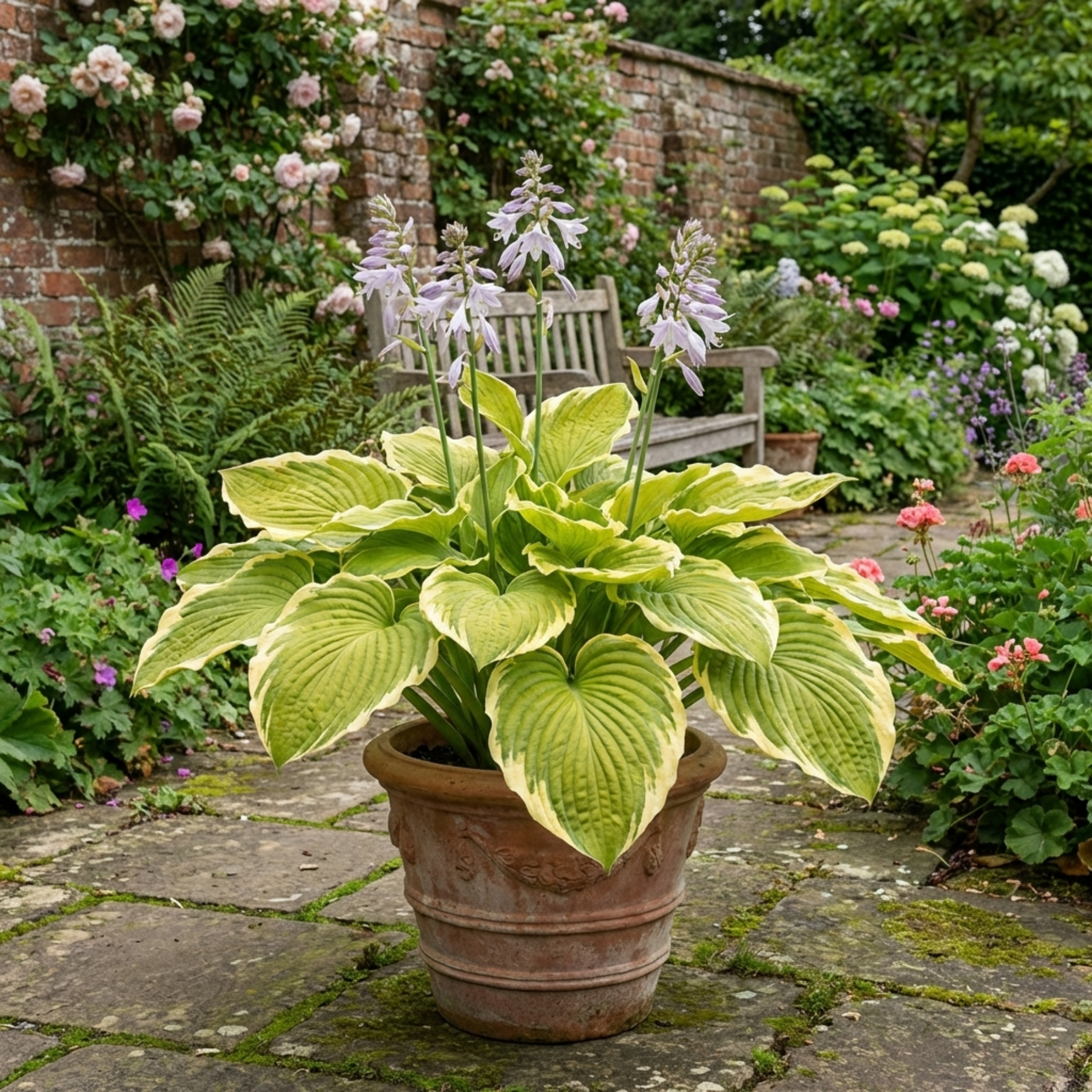 Hosta ‘Atlantis’ — Herbaceous Perennial, Bee-Friendly, 17cm Pot