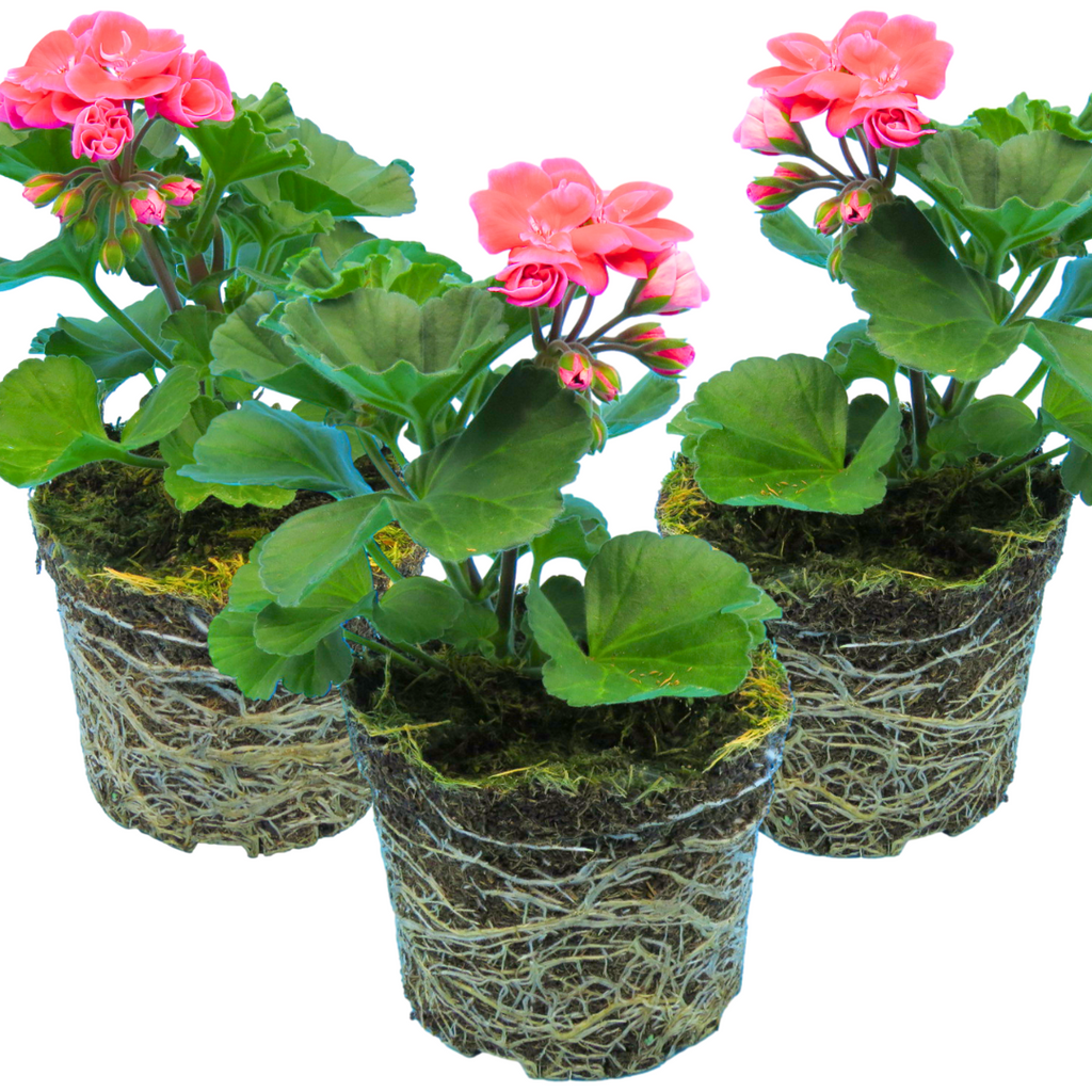 Pelargonium ‘Tammo’ — Tender Perennial (grown as bedding), Bee-Friendly, 1L Pot (Set of 3 or 6)