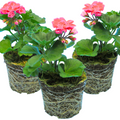 Pelargonium ‘Tammo’ — Tender Perennial (grown as bedding), Bee-Friendly, 1L Pot (Set of 3 or 6)