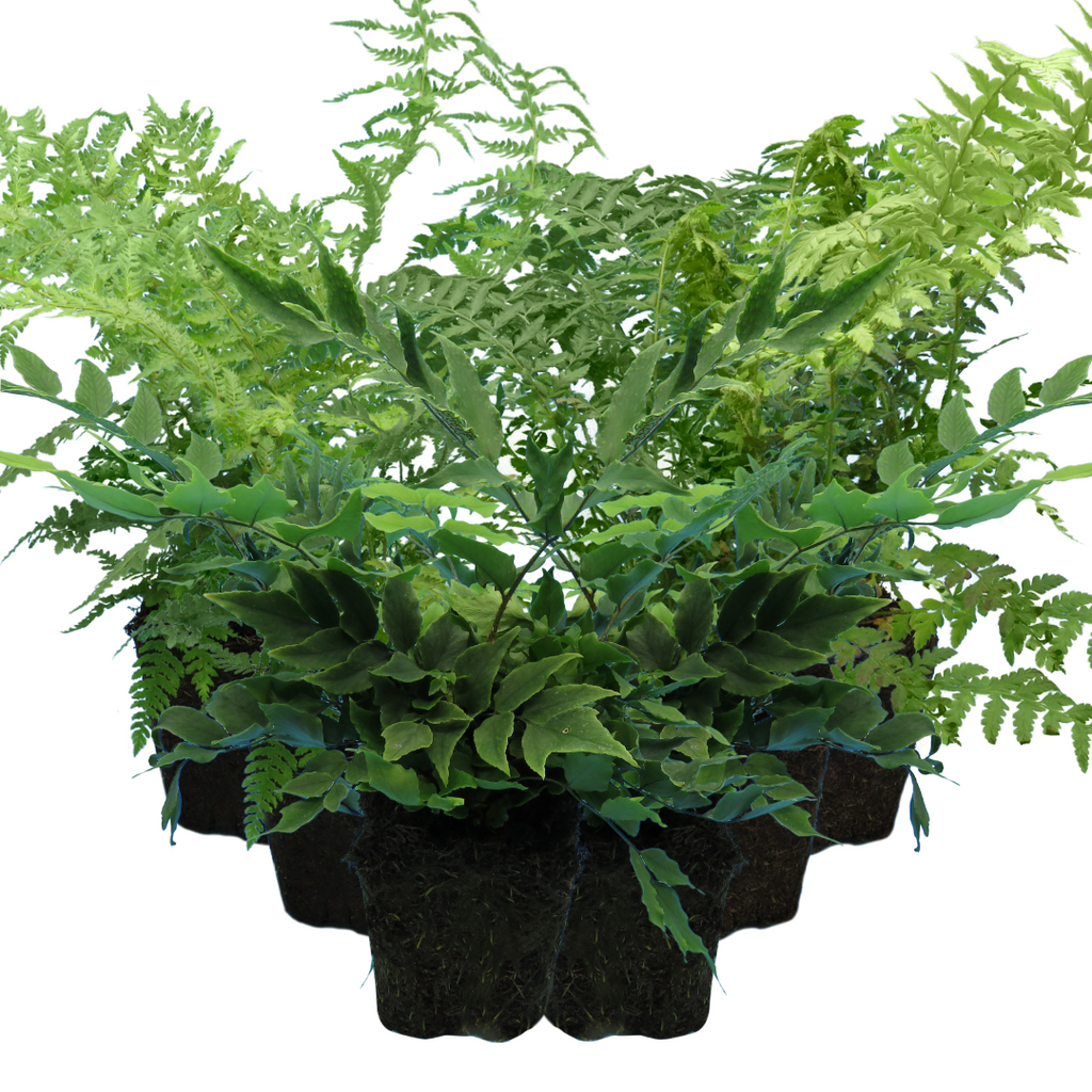 Dryopteris ‘Shield Fern’ — Hardy Deciduous Fern, 13cm Pot (Set of 3 or 6)