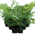 Dryopteris ‘Shield Fern’ — Hardy Deciduous Fern, 13cm Pot (Set of 3 or 6)