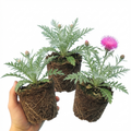 Centaurea ‘Bright Rose’ — Hardy Herbaceous Perennial, Bee-Friendly, 1L Pot (Set of 3 or 6)