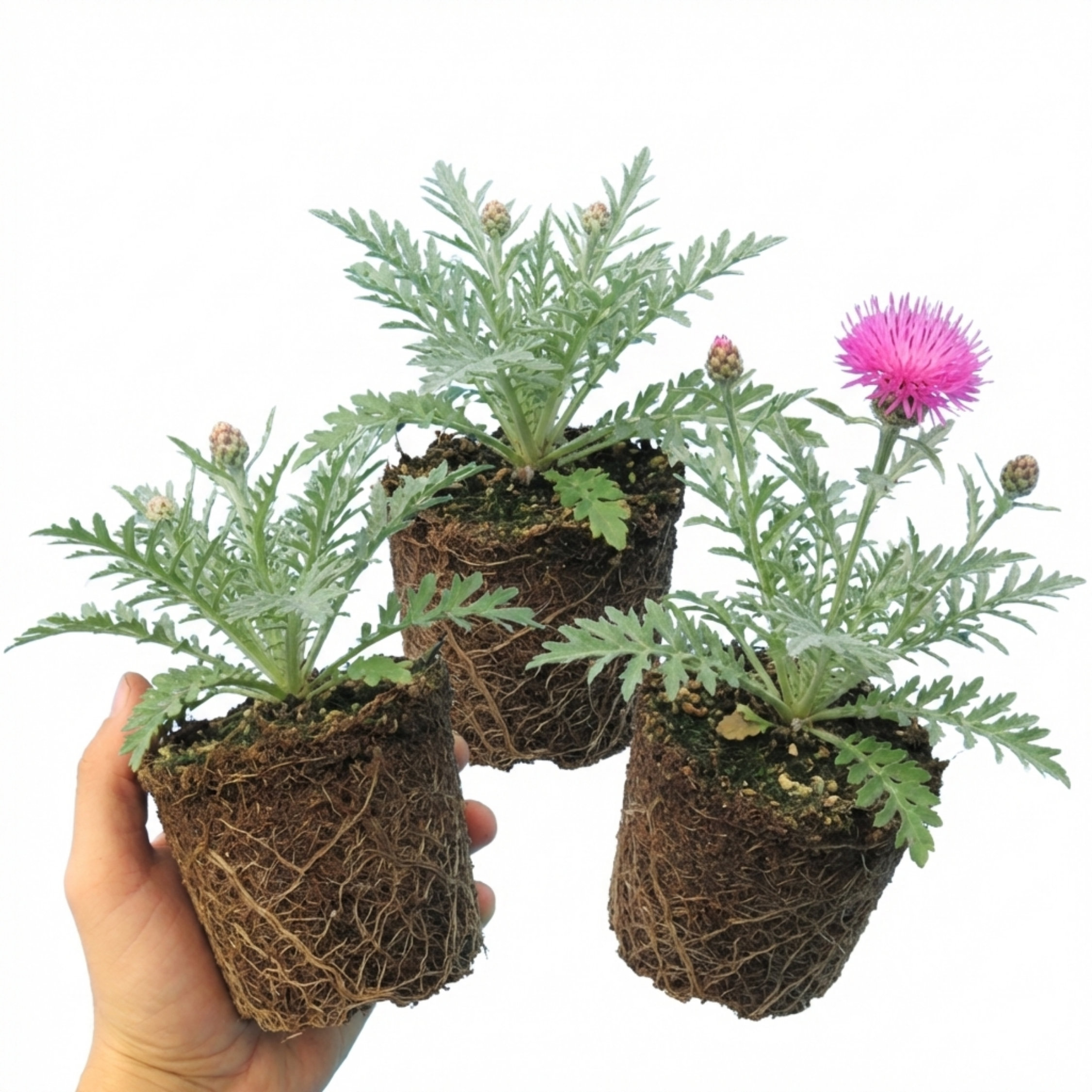 Centaurea ‘Bright Rose’ — Hardy Herbaceous Perennial, Bee-Friendly, 1L Pot (Set of 3 or 6)