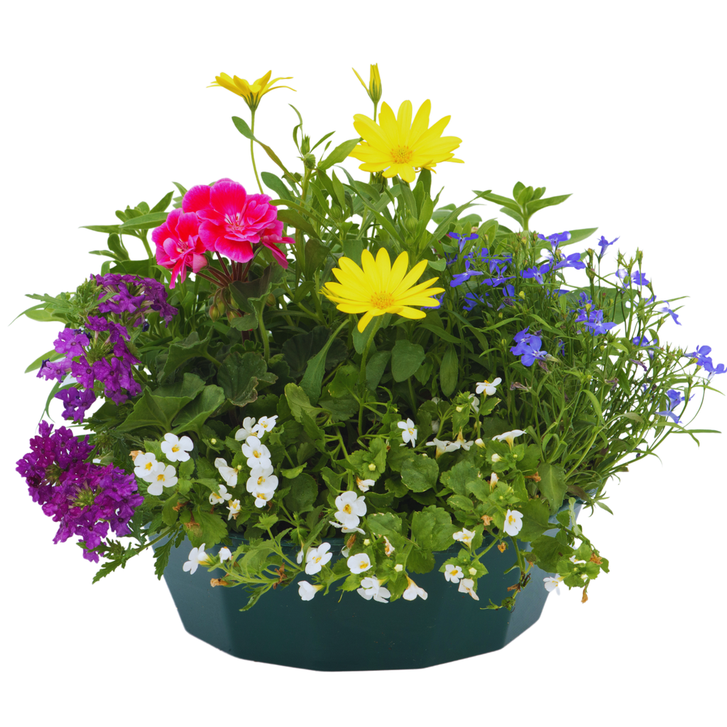 Multicolour Mix Speedplanter — Pre-Planted Mixed Annual Display, 7-Plant Set