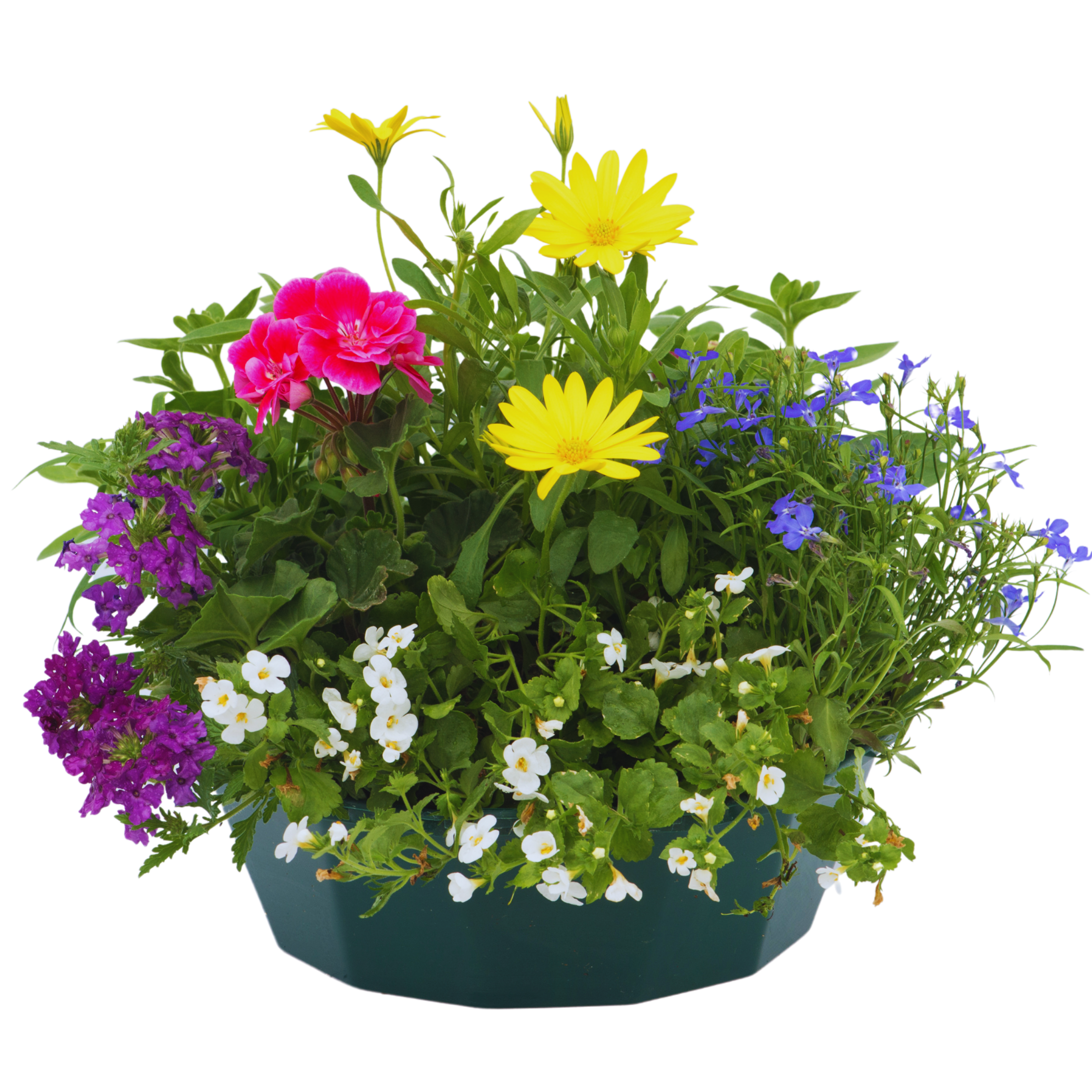 Multicolour Mix Speedplanter — Pre-Planted Mixed Annual Display, 7-Plant Set