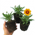 Coreopsis ‘Presto’ — Hardy Herbaceous Perennial, Bee-Friendly, 1L Pot (Set of 3 or 6)