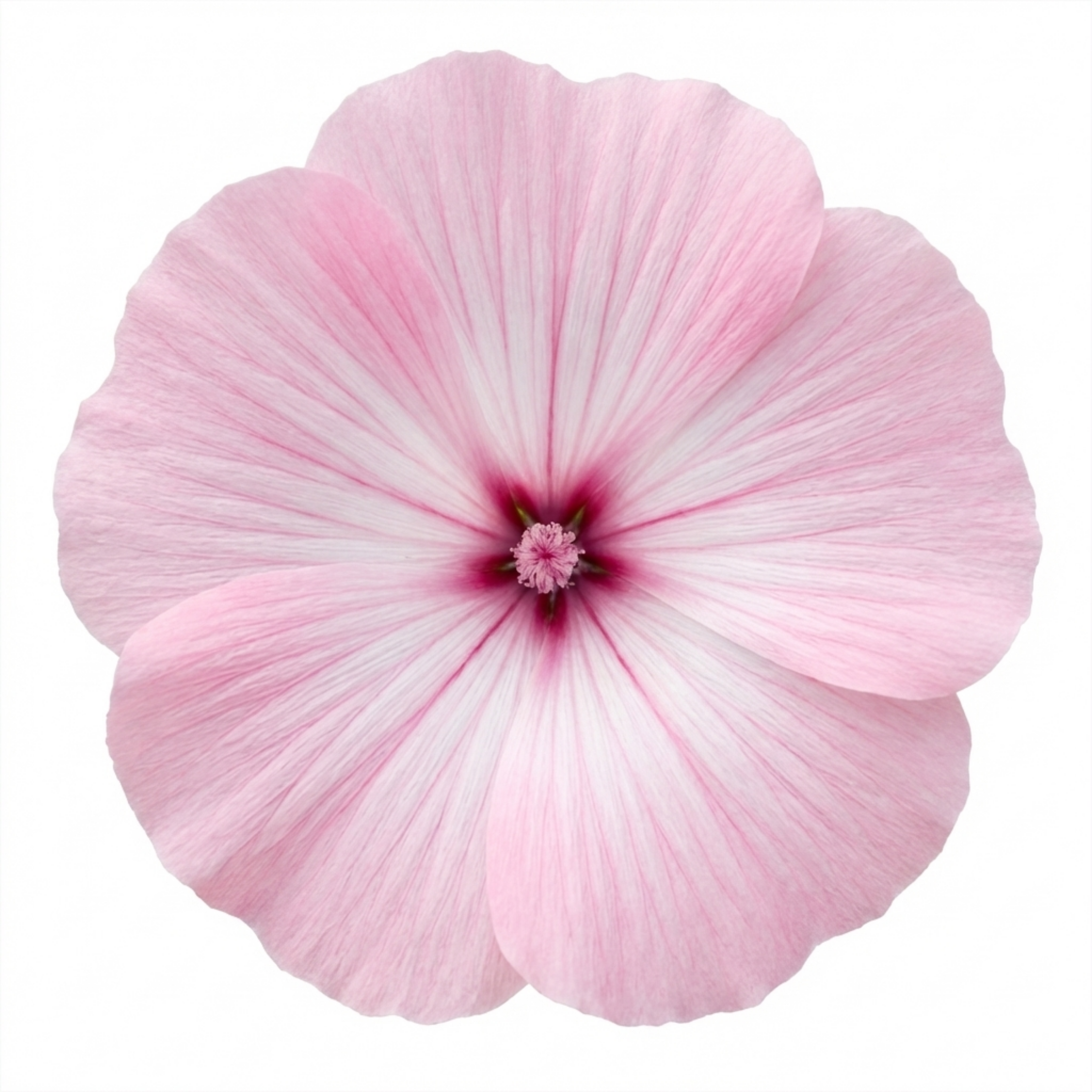 Lavatera ‘Barnsley Baby’ — Semi-evergreen Shrub, Bee-Friendly, 17cm Pot