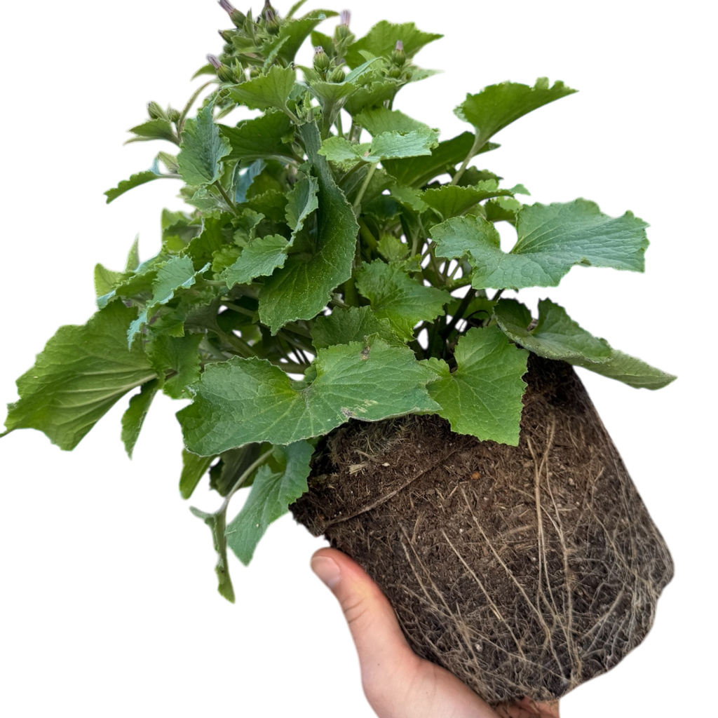 Senetti 'Deep Blue' — Bedding Plant, Bee-Friendly, 2L Pot