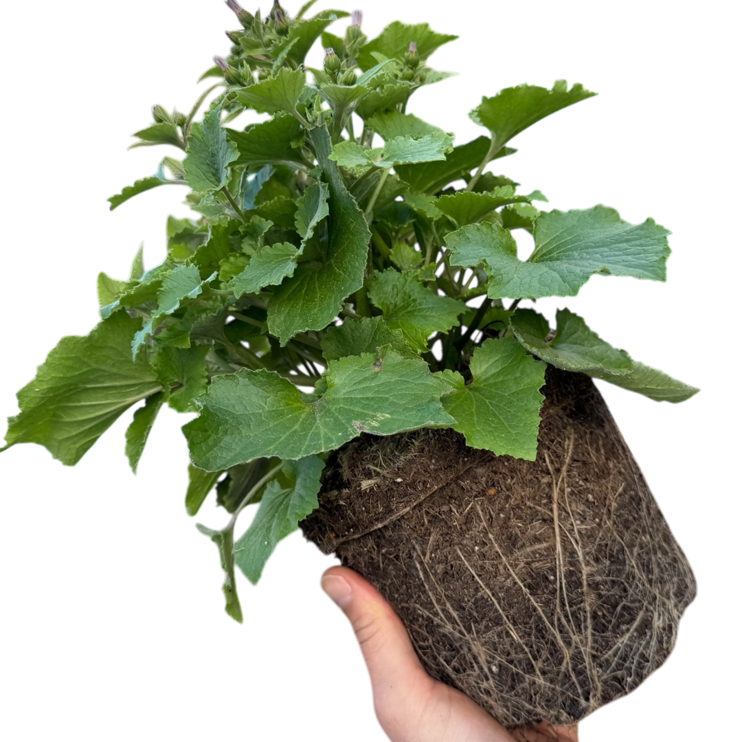 Senetti 'Deep Blue' — Bedding Plant, Bee-Friendly, 2L Pot