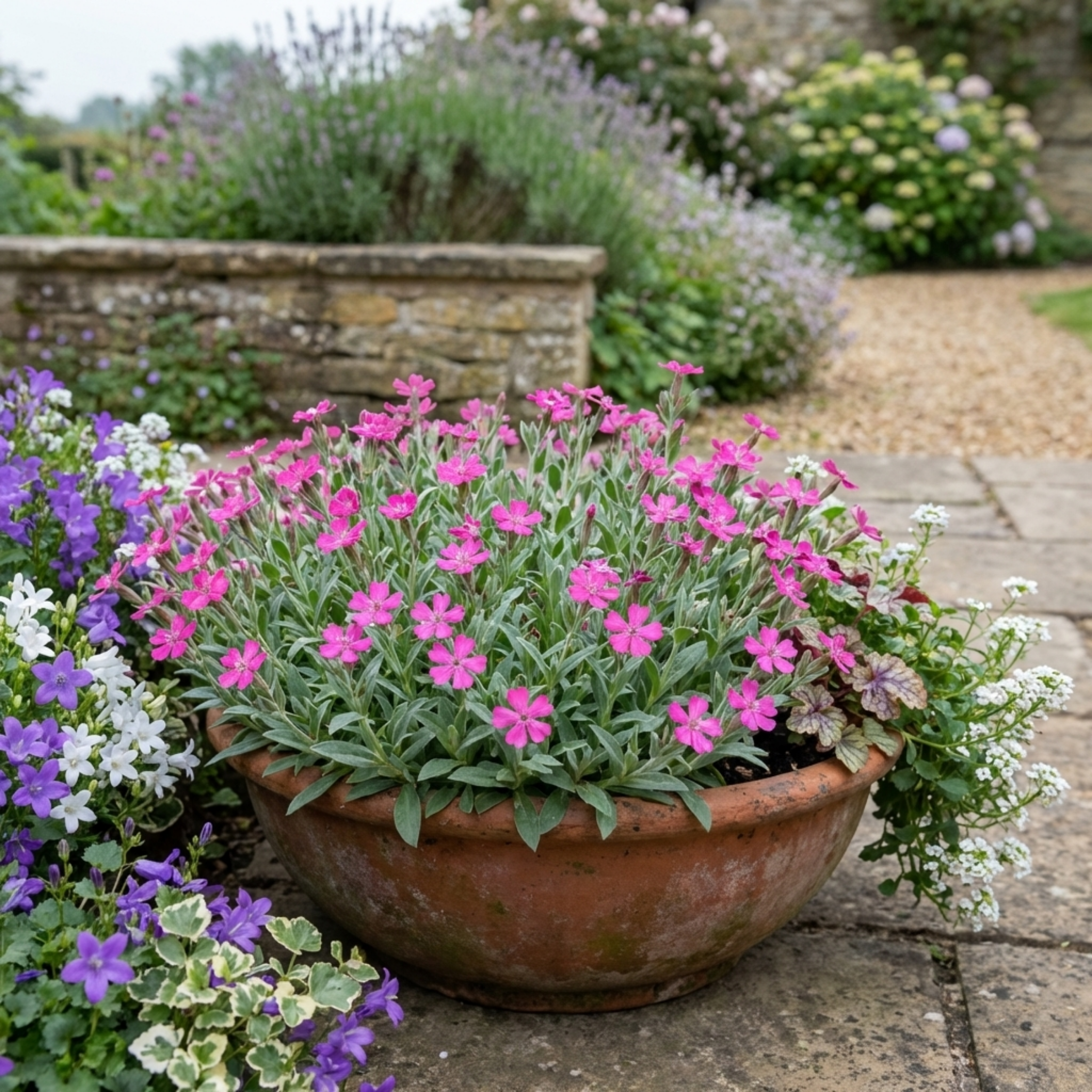 Silene ‘Schafta’ — Hardy Perennial, Bee-Friendly, 1L Pot (Set of 3 or 6)