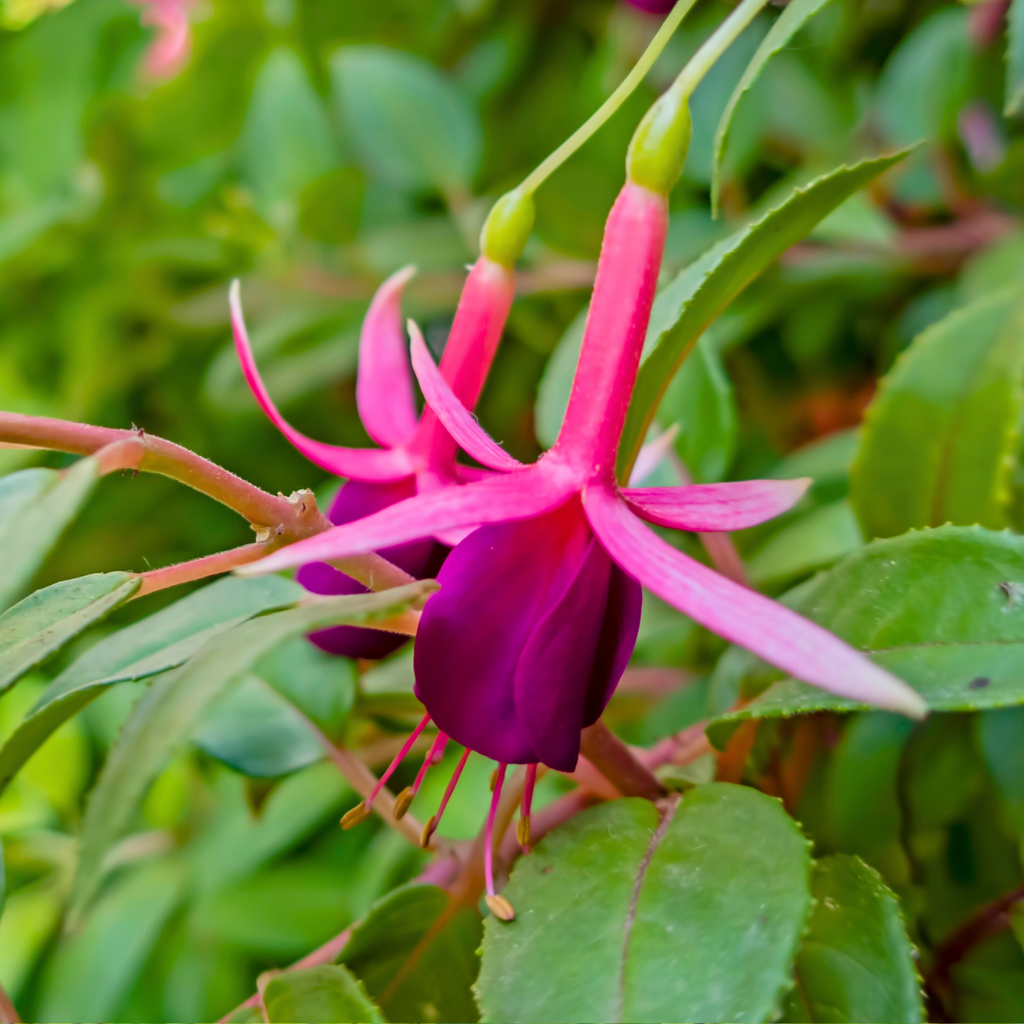 Fuchsia ‘Mrs Popple’ — Hardy Perennial, 2L Pot
