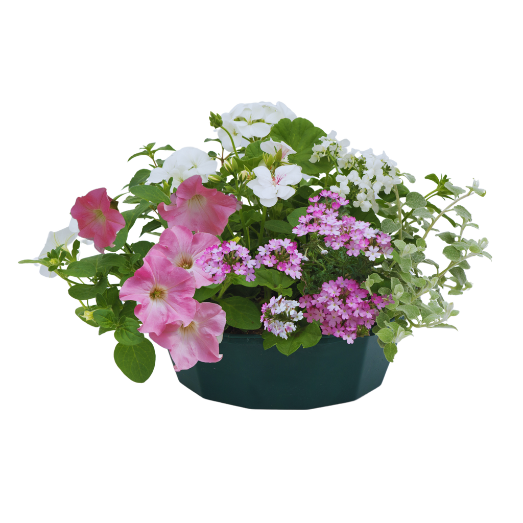 Bridal Bouquet Speedplanter — Pre-Planted Mixed Annual Display, 7-Plant Set