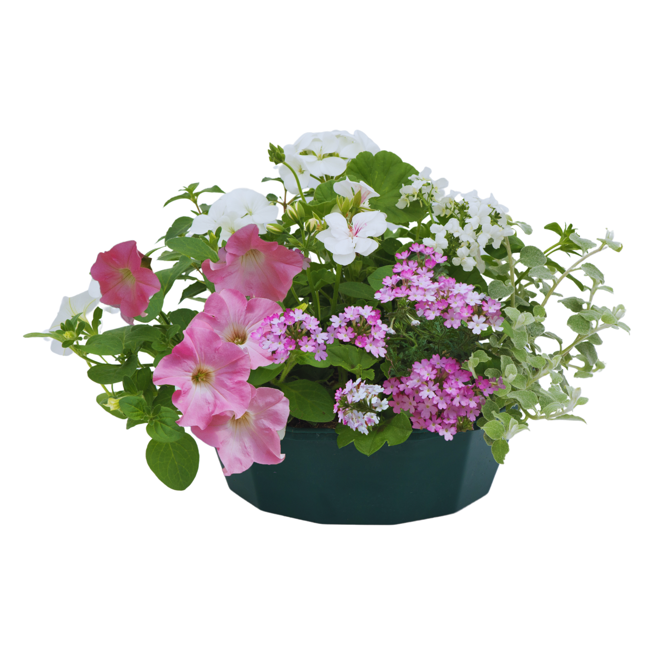 Bridal Bouquet Speedplanter — Pre-Planted Mixed Annual Display, 7-Plant Set
