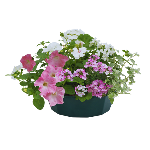 Bridal Bouquet Speedplanter — Pre-Planted Mixed Annual Display, 7-Plant Set