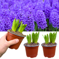 Hyacinth 'Purple' — Hardy Bulb, Bee-Friendly, 1L Pot (3 bulbs per pot, Set of 3)