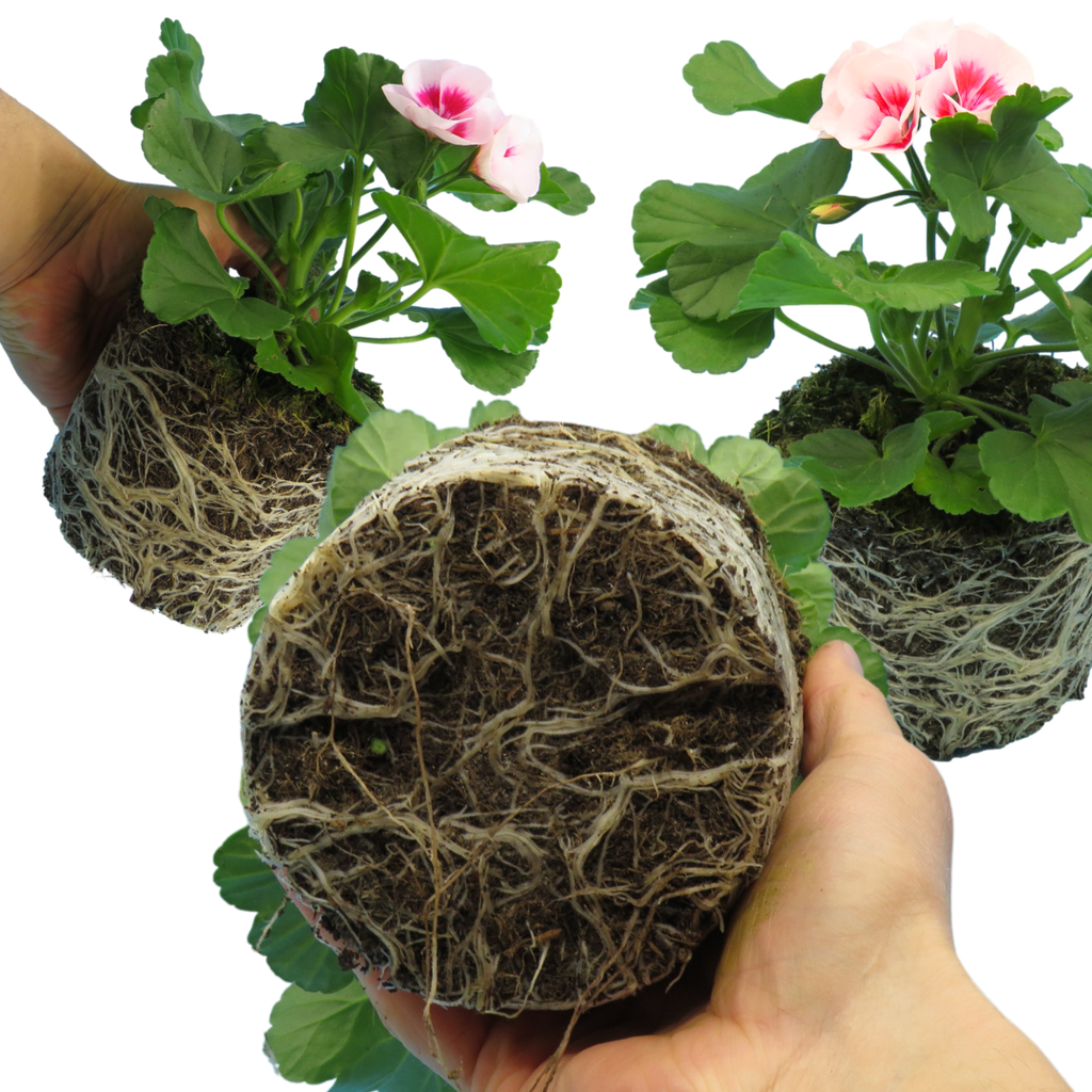Pelargonium ‘Linus’ — Tender Perennial (grown as bedding), Bee-Friendly, 1L Pot (Set of 3 or 6)