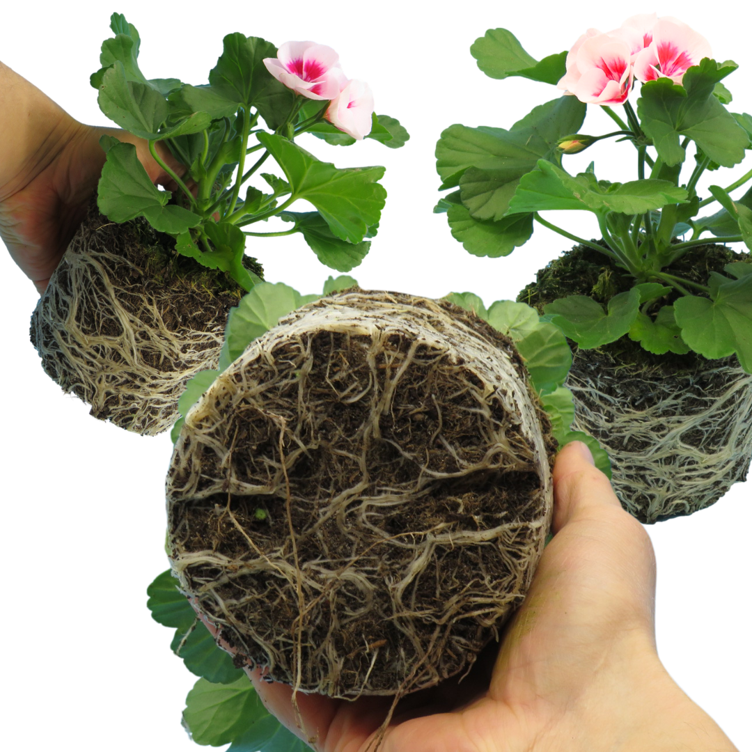 Pelargonium ‘Linus’ — Tender Perennial (grown as bedding), Bee-Friendly, 1L Pot (Set of 3 or 6)