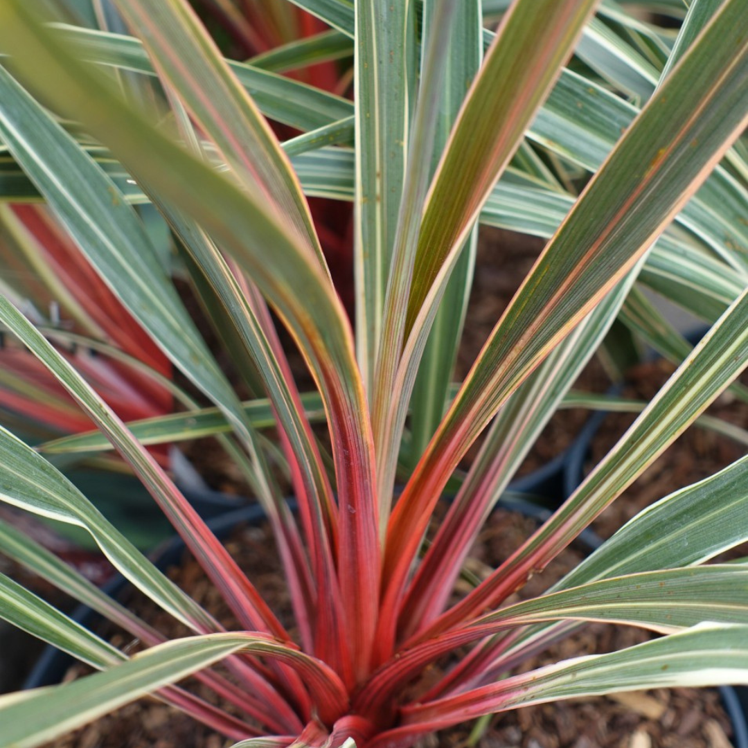 Cordyline ‘Magic Star’ — Hardy Perennial, 3L Pot