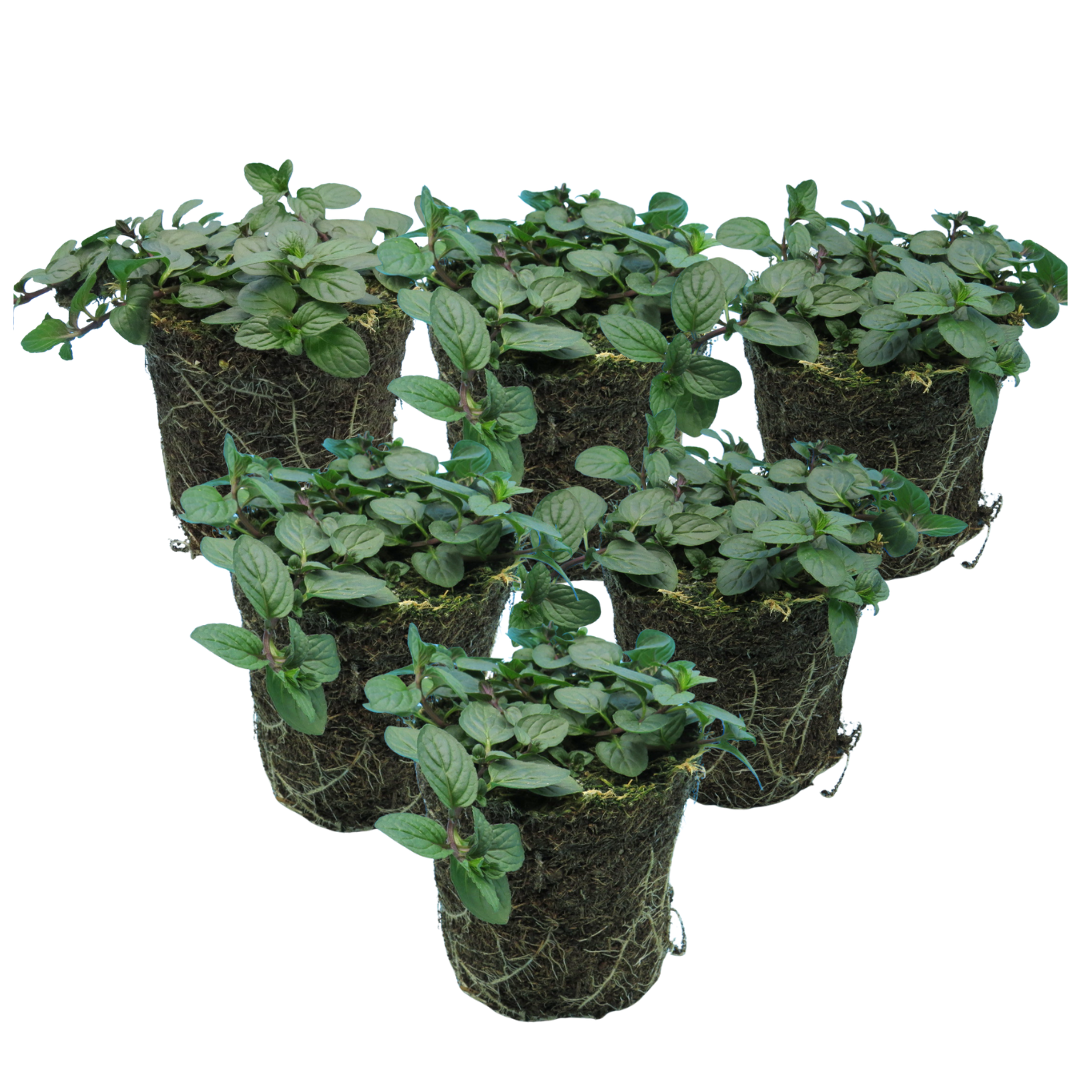 Mint 'Peppermint' — Hardy Perennial Herb, Bee-Friendly, 1L Pot (Set of 3 or 6)