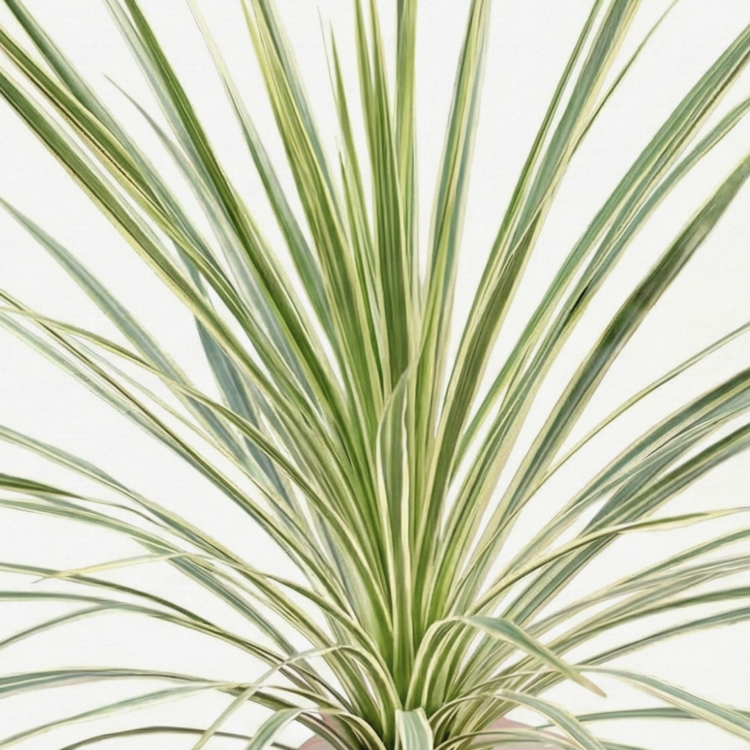 Astelia ‘Silver Spear’ — Hardy Perennial, 3L Pot