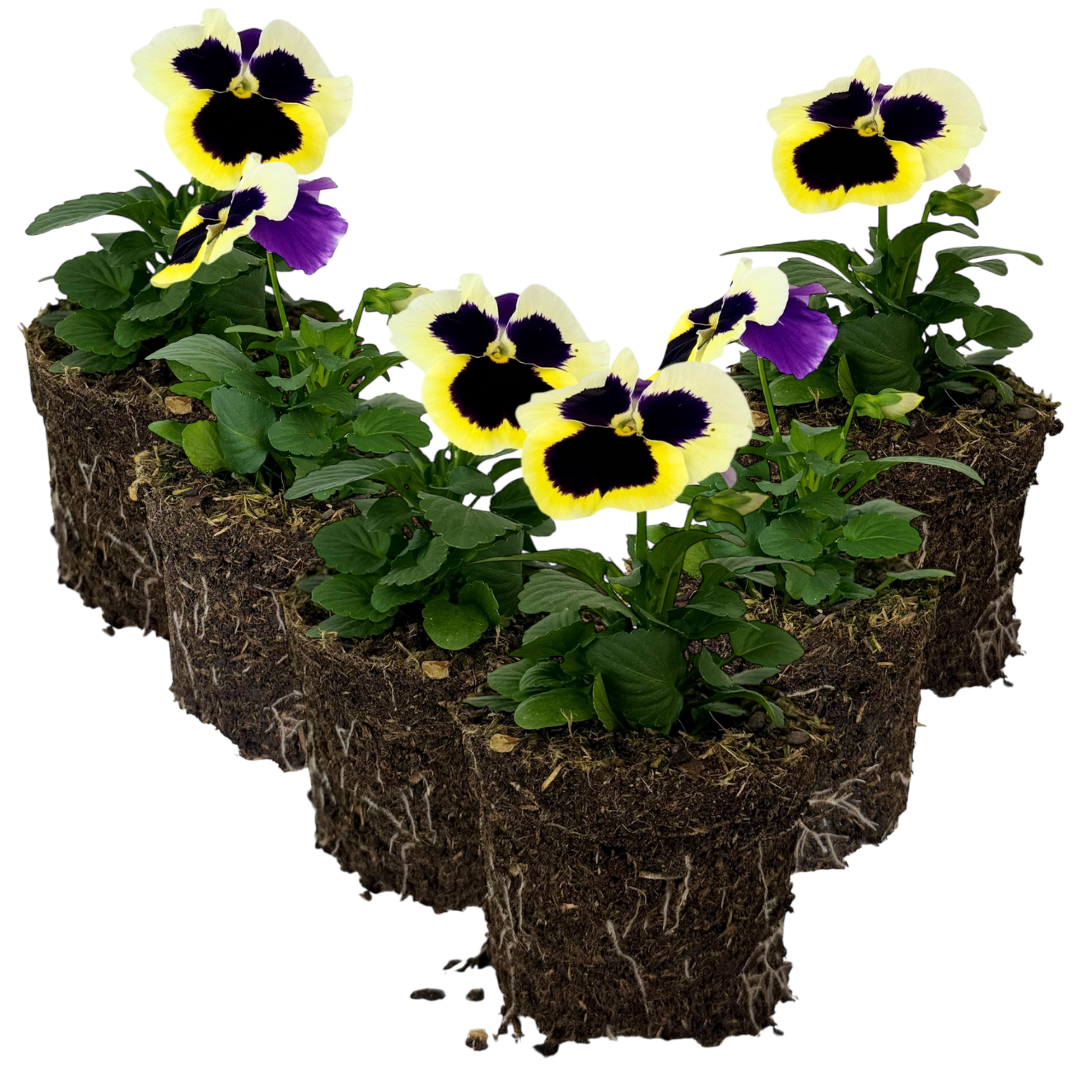 Pansy 'Delta Pro Clear Light Blue' — Hardy Bedding, 10.5cm Pot (Set of 3 or 6)