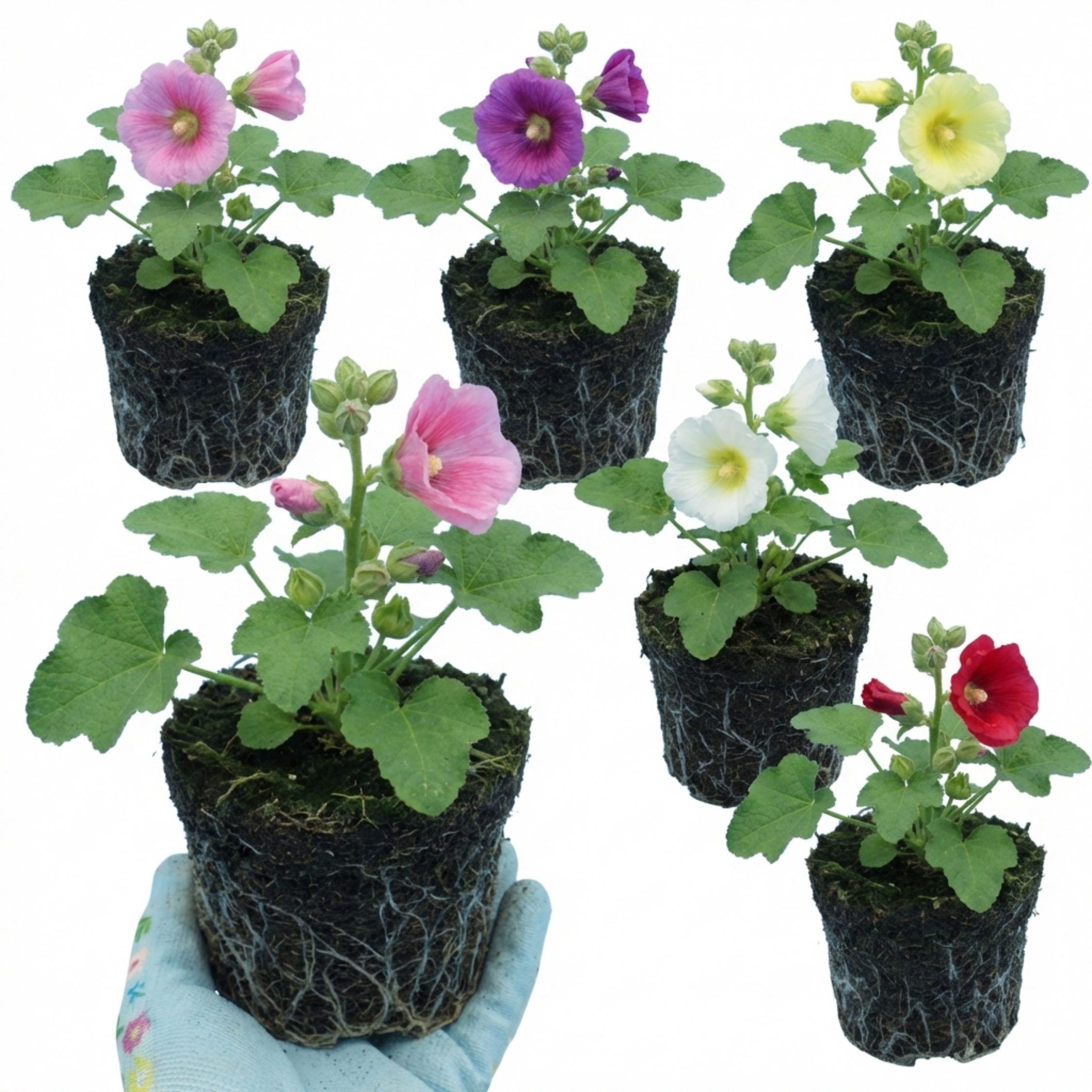 Hollyhock ‘Growers Mix’ — Hardy Perennial, Bee-Friendly, 1L Pot (Set of 3 or 6)