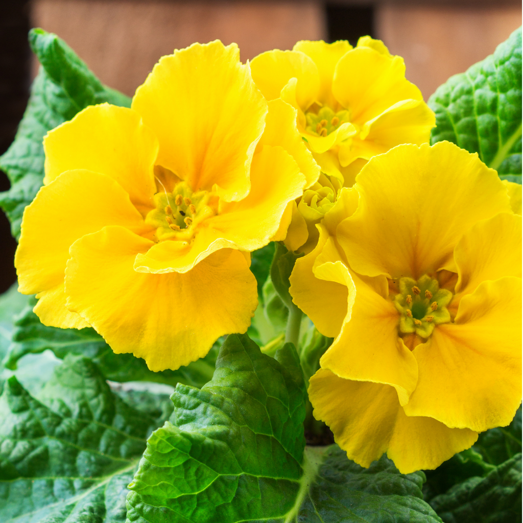 Polyanthus ‘Yellow’ — Hardy Perennial, Bee-Friendly, 10.5cm Pot (Set of 3 or 6)