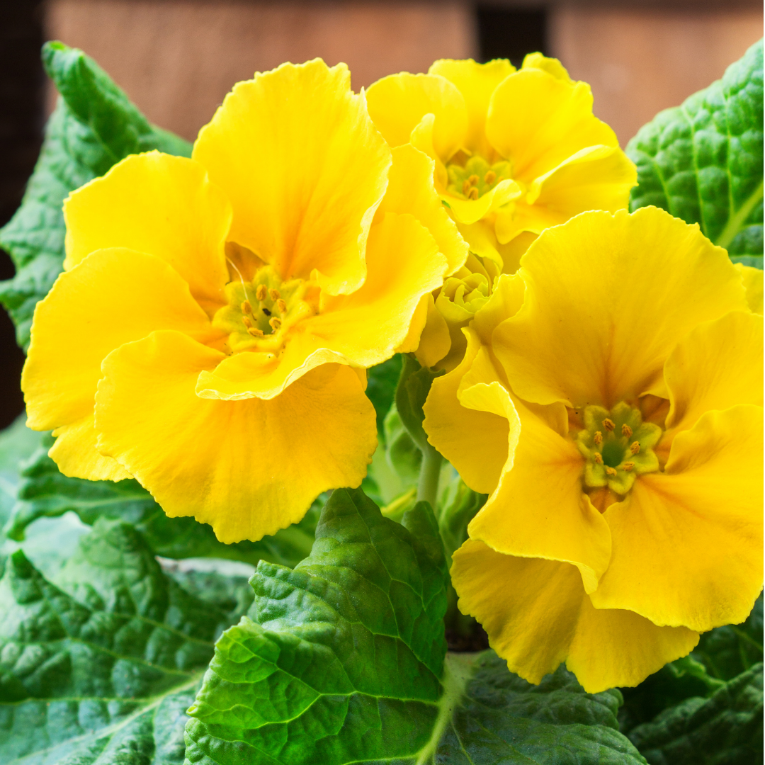Polyanthus ‘Yellow’ — Hardy Perennial, Bee-Friendly, 10.5cm Pot (Set of 3 or 6)